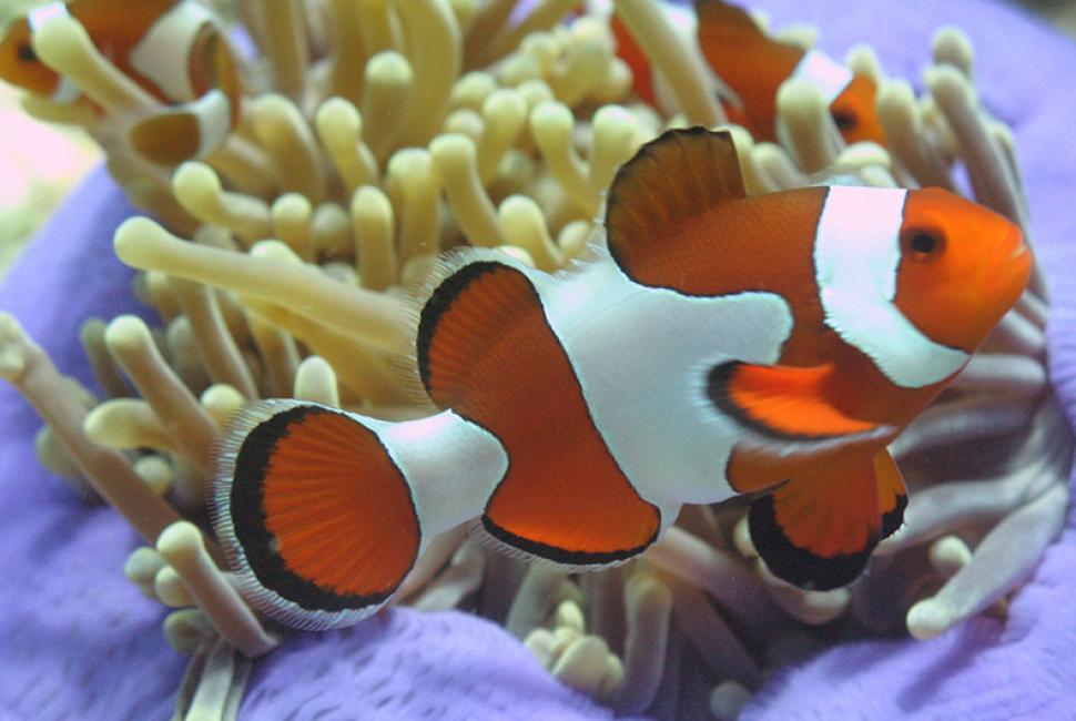 Clownfish (Nemo)