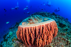 Gili Islands Dive Sites coral reef